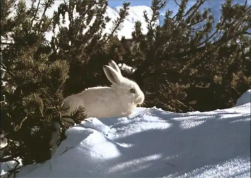 Hasen Lepus varronis Alpenschneehase Kat. Tiere