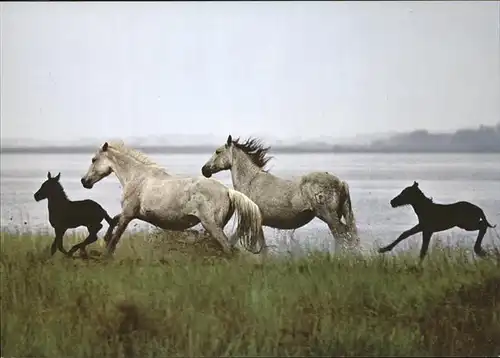 Pferde Camargue horses poulains Kat. Tiere