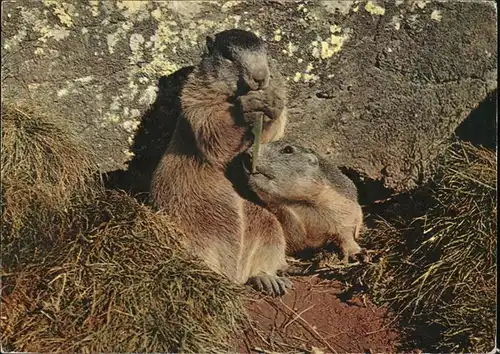 Tiere Murmeltiere marmots marmottes Kat. Tiere