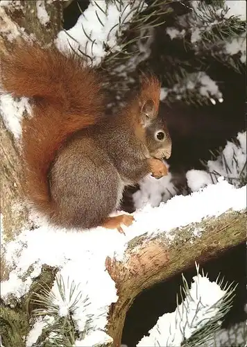 Eichhoernchen sciurus vulgaris ecureuil squirrel Kat. Tiere