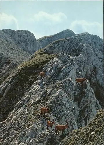 Steinbock Steinwild Alpstein Kat. Tiere