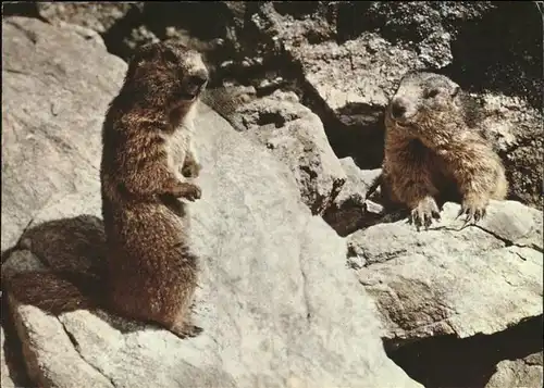 Tiere Murmeltiere Marmottes Photoglob Wehrli Nr. 211 Kat. Tiere