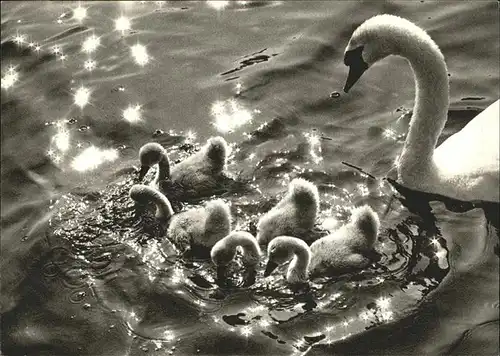 Schwan Blaukreuz Jugendwerk  Kat. Tiere