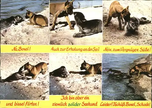 Seehunde Robben Boxer Nordseestrand  / Tiere /