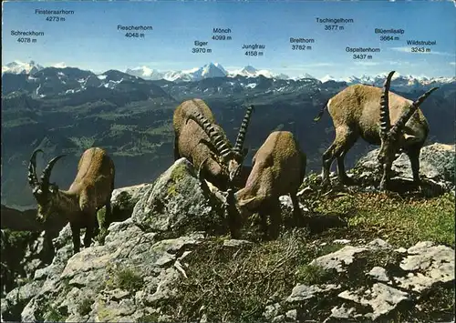 Steinbock Brienzer Rothorn Berner Alpen  Kat. Tiere