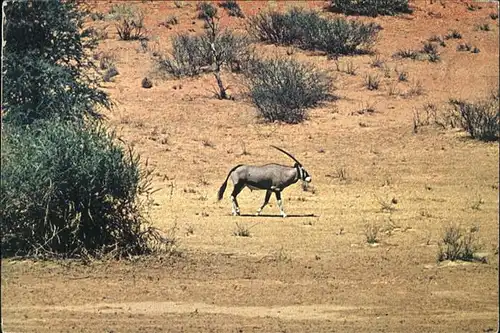 Tiere Gemsbuck Gemsbuck Park Gemsbock Kat. Tiere