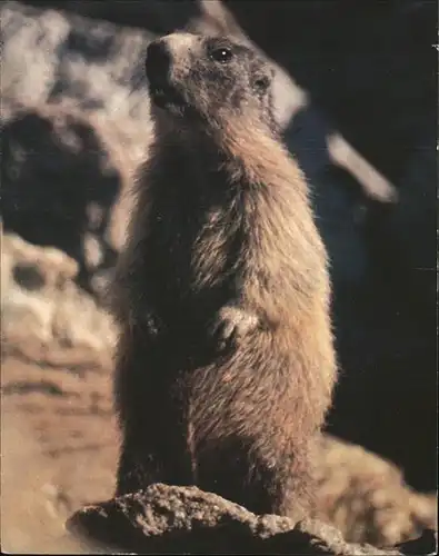 Tiere Murmeltier Marmotte  Kat. Tiere