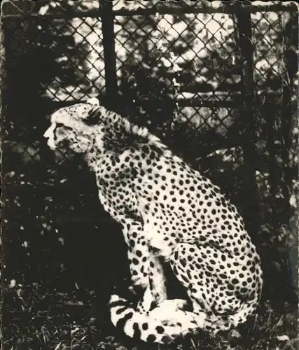 Tiere Gepard Guepard Afrika Afrique Kat. Tiere