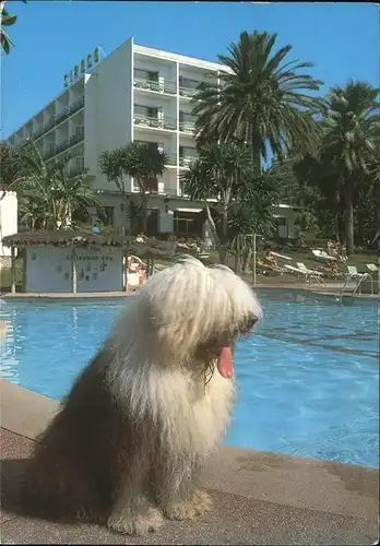 Hunde Palmen Hotel Siroco Benalmadena Costa Malaga Kat. Tiere