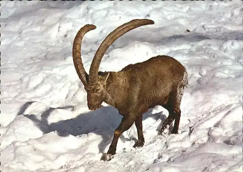 Steinbock  Kat. Tiere