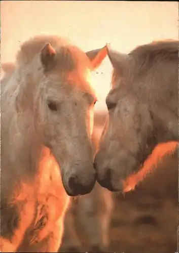 Pferde chevaux camarguais Kat. Tiere