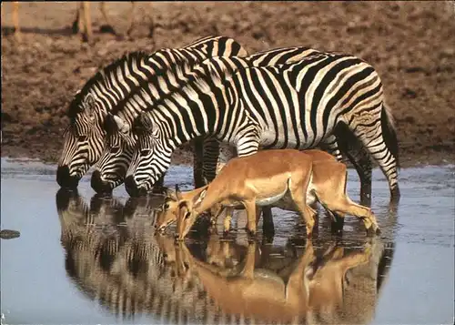 Zebra Impala Suedafrika  Kat. Tiere