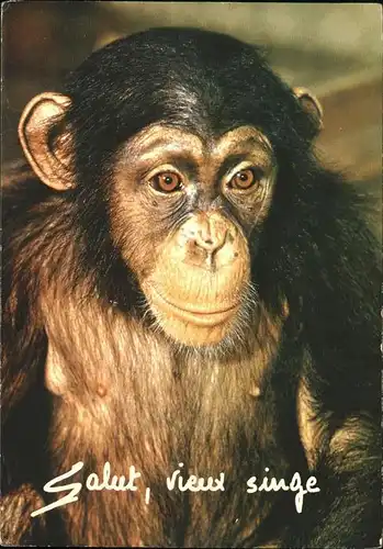 Affen Schimpanse  Kat. Tiere