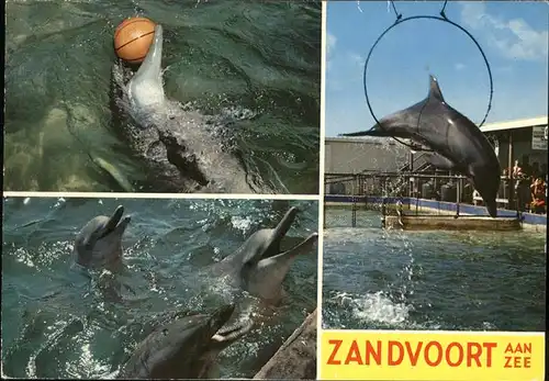 Delphine Zandvoort aan Zee Nederland  Kat. Tiere