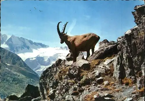 Steinbock Stambecco Bouquetin  Kat. Tiere