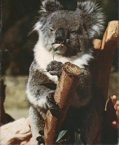 Koalabaer Australien Kat. Tiere