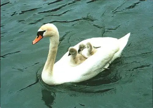 Schwan Jungen Kat. Tiere