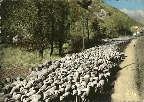 Schafe Moutons  Kat. Tiere