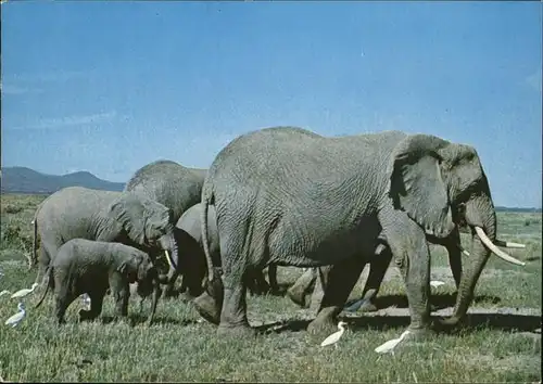 Elefant Mombasa Kenya  Kat. Tiere