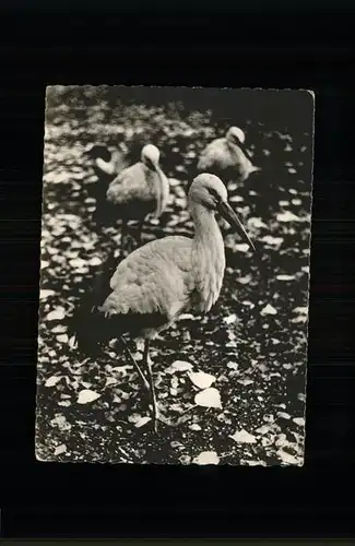 Storch cigogne blanche Kat. Tiere