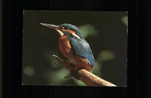 Voegel Eisvogel  Kat. Tiere