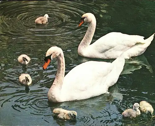 Schwan Schwanenfamilie gygnes cigne swan Kat. Tiere