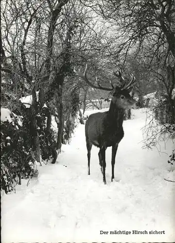 Hirsch  Kat. Tiere