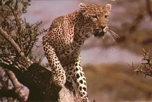 Tiere Leopard East Africa Kat. Tiere