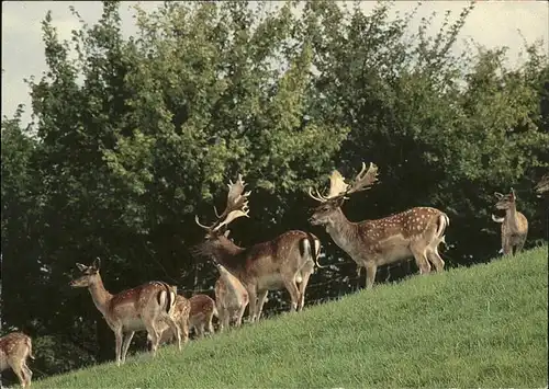 Hirsch Park im Grueene Rueschlikon  Kat. Tiere