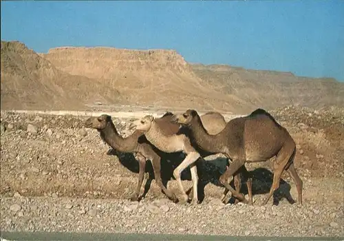 Kamele Judean Desert Massada Rock  Kat. Tiere