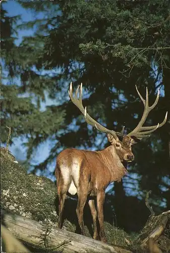 Hirsch Rothirsch Cerf Stag  Kat. Tiere