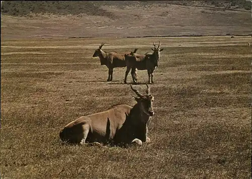 Tiere Taurotragus oryx Elanantilope  Kat. Tiere