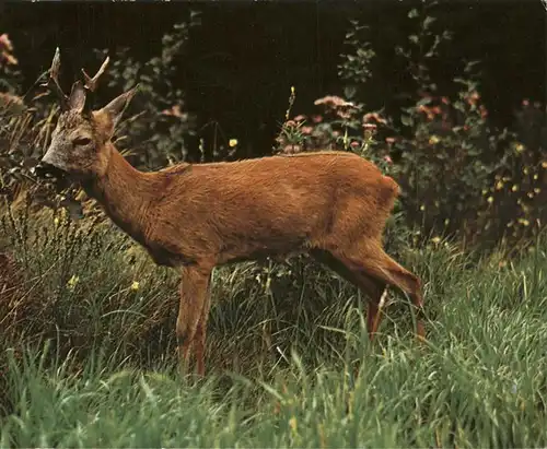 Reh Chevreuil Roebuck Rehbock  Kat. Tiere