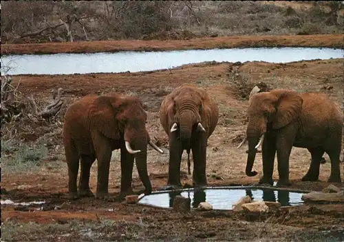 Elefant Kilaguni Wasserstelle Kat. Tiere