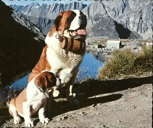 Hunde Bernhadiner Hospiz Grossen St.Bernhard Kat. Tiere