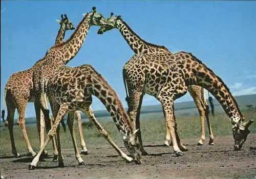 Giraffe Afrika  Kat. Tiere