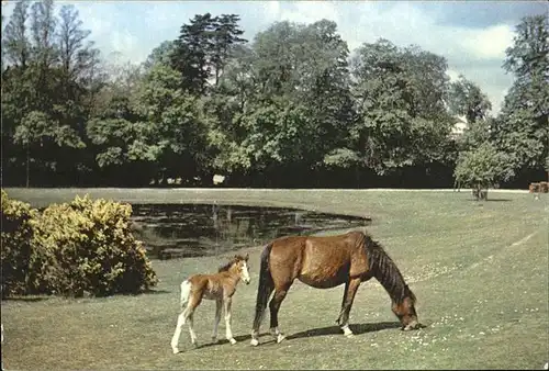 Pferde Mare and Foal New Forest Lyndhurst Kat. Tiere