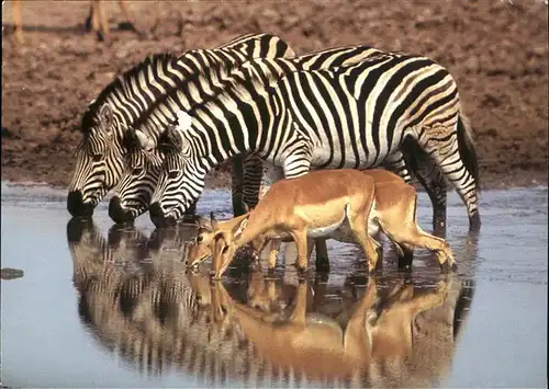 Zebra Impala Suedafrika  Kat. Tiere