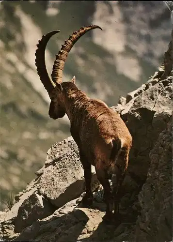 Steinbock Bouquetin Ibey Steenbock Kat. Tiere