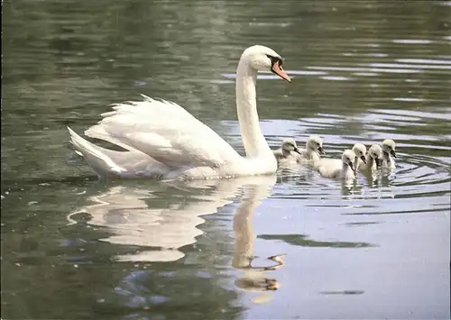 Schwan Hoeckerschwaene cygnus swans  Kat. Tiere