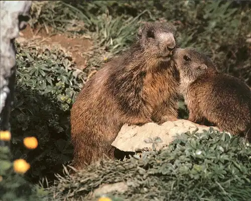 Tiere Murmeltiere marmots Kat. Tiere