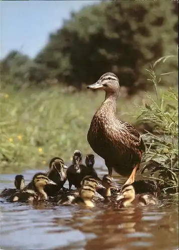 Enten Stockenten Mallards  Kat. Tiere