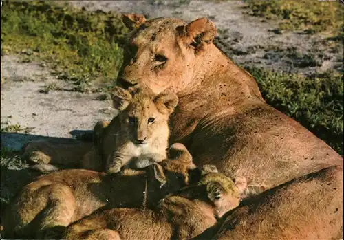 Loewe Afrika Kat. Tiere