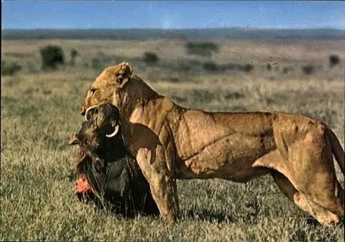 Loewe Lioness Afrika  Kat. Tiere