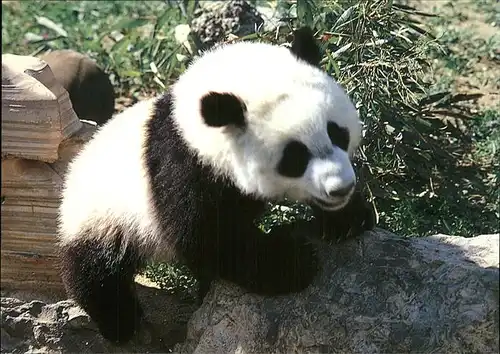 Pandabaer Giant Panda  Kat. Tiere