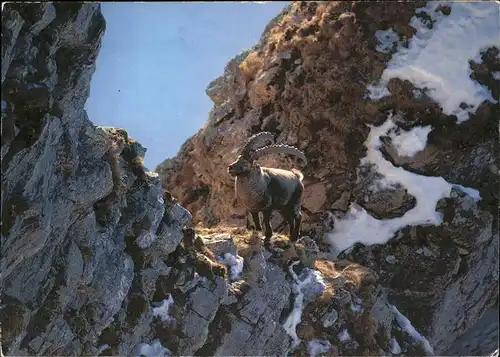 Steinbock Capra ibex Alpensteinbock Bouquetin Kat. Tiere