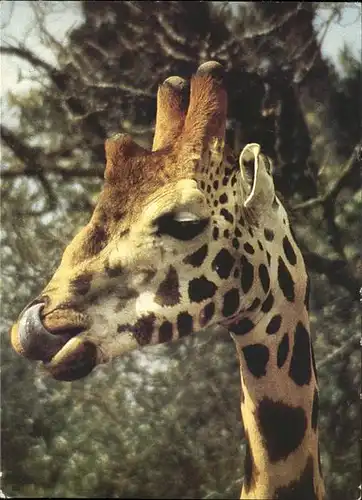 Giraffe  Kat. Tiere