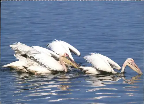 Voegel Rosapelikan Pelican blan Pellicano Vogelkalender  Kat. Tiere