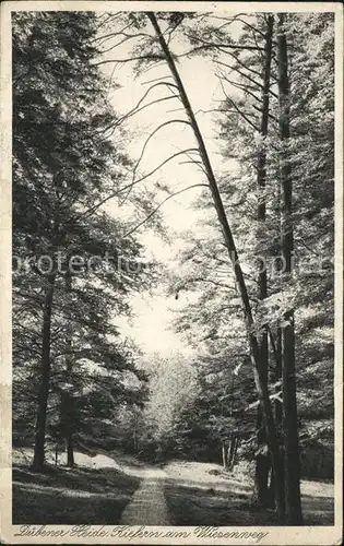 Bad Dueben Kiefern am Wiesenweg Kat. Bad Dueben