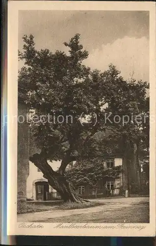 Oschatz Maulbeerbaum am Steinweg Heimatschutz Postkarte Kat. Oschatz